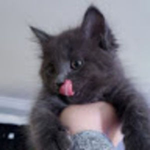 Meet your Posher, Dezarae